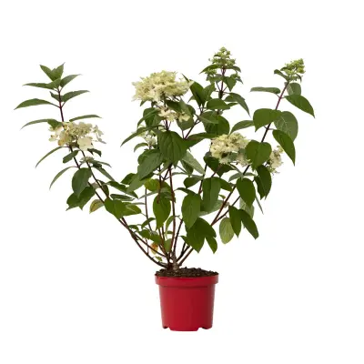 Hortenzija - Hydrangea paniculata 'Wim's Red' - Višina 25-40cm - ⌀19cm