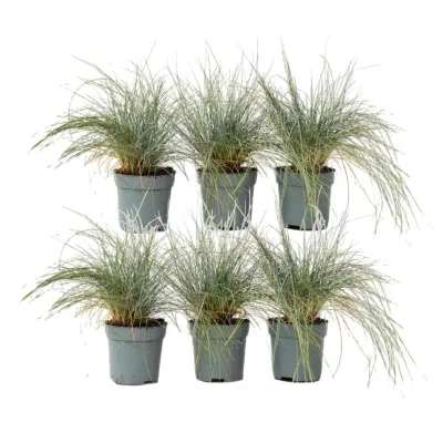 Sinjezelena bilnica - 6 kos - Festuca glauca 'Elijah Blue' - V10-15cm - ⌀9cm