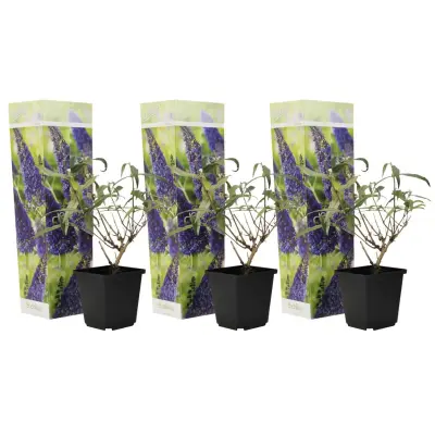 Davidov metuljnik - 3 kos - Buddleja davidii 'Nanho Blue' - V25-40cm - ⌀9cm