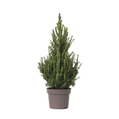 Bela smreka - Picea glauca conica 'December' - Višina 75-85cm - ø21cm