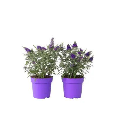 Davidov metuljnik - 2 kos - Buddleja davidii 'Candy' - Višina 30-40cm - ⌀19cm