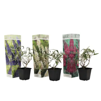 Davidov metuljnik - 3 kos - Buddleja davidii - Višina 25-40cm - ⌀9cm