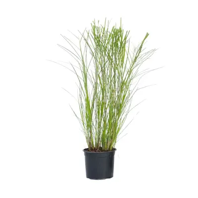 Kitajski trstikovec - Miscanthus sinensis 'Gracillimus' - Višina 40-60cm - ⌀23cm