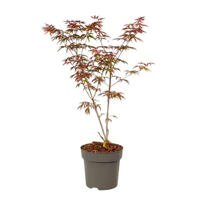 Japonski javor - Acer palmatum 'Starfish' - Višina 60-70cm - ⌀19cm