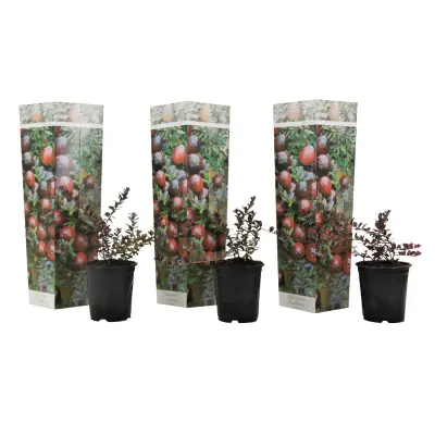 Ameriška brusnica - 3 kos - Vaccinium 'Cranberry' - Višina 10-20cm - ⌀9cm