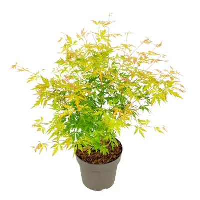 Japonski javor - Acer palmatum 'Orange Lace' - Višina 60-70cm - ⌀19cm