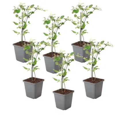 Navadna gardenija - 6 kos - Jasminum 'Summer Scent' - Višina 25-40cm - ⌀9cm