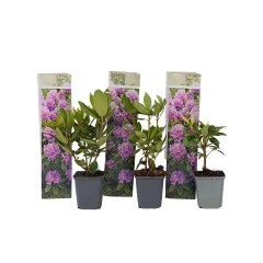 Rododendron - 3 kos - Rhododendron 'catawbiense purple' - Višina 25-40cm - ⌀9cm