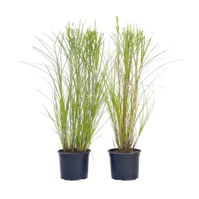 Kitajski trstikovec - 2 kos - Miscanthus 'Gracillimus' - Višina 40-60cm - ⌀23cm