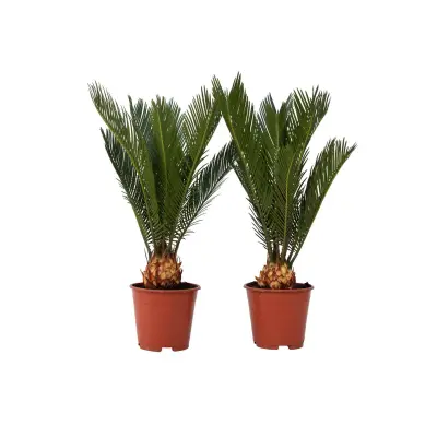 Cikas palma - 2 kos - Cycas revoluta - Višina 45-60cm - ⌀15cm