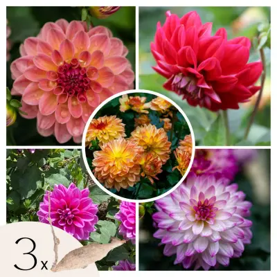 Korenine dalije - 3 kos - Dahlia 'Pacific Mix' - Cvetne čebulice