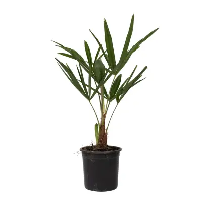 Visoka žumara - Trachycarpus Fortunei - Višina 35-45cm - ⌀15cm
