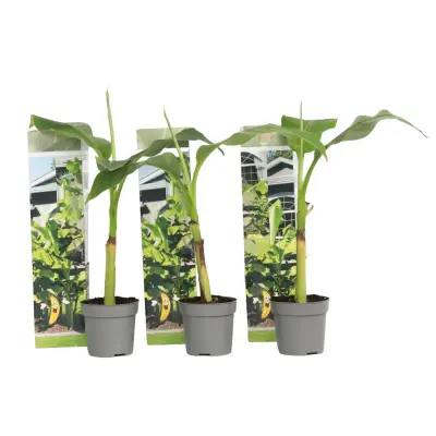 Japonski bananovec - 3 kos - Musa basjoo - Višina 25-40cm - ⌀9cm
