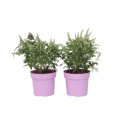 Davidov metuljnik - 2 kos - Buddleja davidii 'Candy' - Višina 30-40cm - ⌀19cm