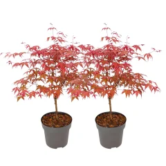 Japonski javor - 2 kos - Acer palmatum 'Beni Maiko' - Višina 60-70cm - ⌀19cm