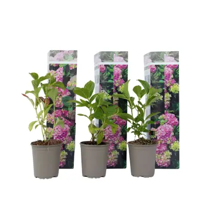 Hortenzija - 3 kos - Hydrangea macrophylla 'Early Pink' - Višina 25-40cm - ⌀9cm