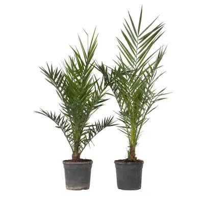 Kanarski datljevec - 2 kos - Phoenix canariensis - Višina 80-100cm - ⌀19cm
