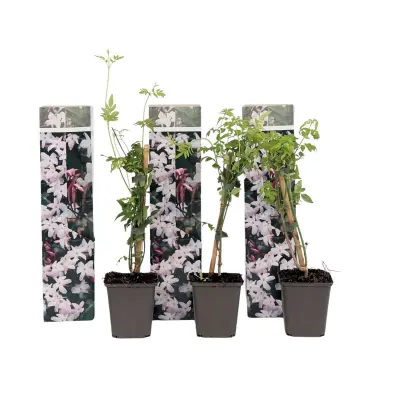 Zvezdasti jasmin - 3 kos - Jasminum 'Officinale' - Višina 25-40cm - ⌀9cm