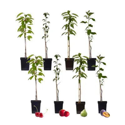 Mešanica sadnega drevja - 8 kos - Malus, Pryus, Prunus - Višina 60-70cm - ⌀9cm