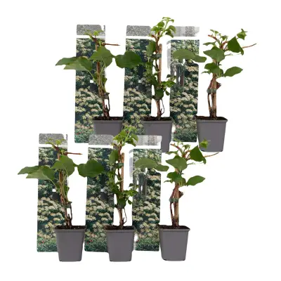 Vzpenjava hortenzija - 6 kos - Hydrangea anomale petiolaris - V25-40cm - ⌀9cm