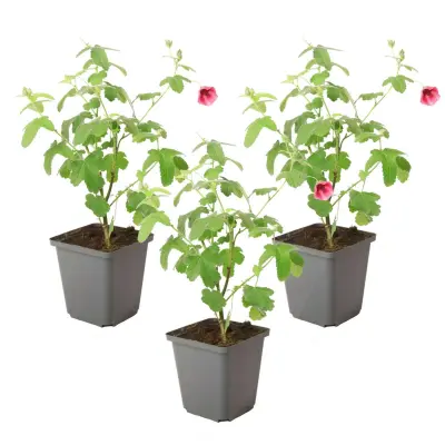 Slezenovec - 3 kos - Anisodontea capensis 'El Rayo' - Višina 25-40cm - ⌀9cm