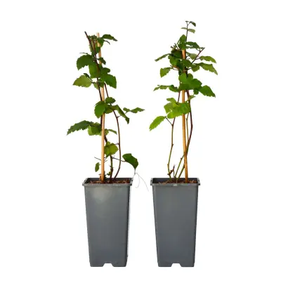 Navadna robida - 2 kos - Rubus fruticosus 'Thornfree' - Višina 50-60cm - ⌀15cm