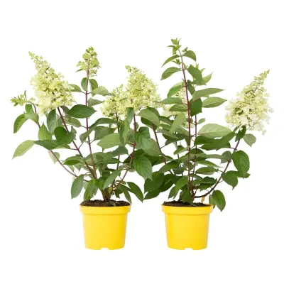Hortenzija - 2 kos - Hydrangea paniculata 'Candlelight' - Višina 25-40cm - ⌀19cm