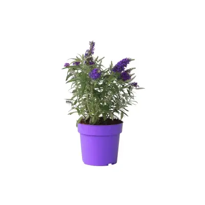 Davidov metuljnik - Buddleja davidii 'Candy' - Višina 30-40cm - ⌀19cm