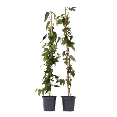 Kosteničevje - 2 kos - Lonicera henryi 'Copper Beauty' - V110-120cm - ⌀17cm