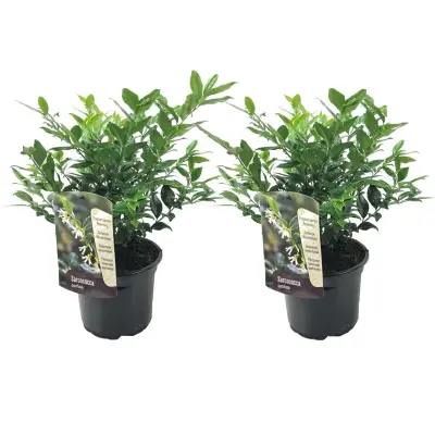 Sarkokoka - 2 kos - Sarcococca 'Confusa' - Višina 30-40cm - ⌀17cm