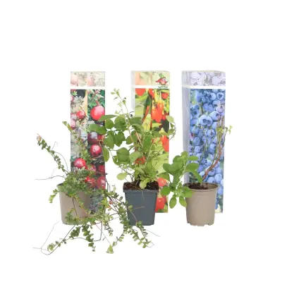 Mešanica super sadja - 6 kos - Actinidia, Vaccinium - Višina 25-40cm - ⌀9cm
