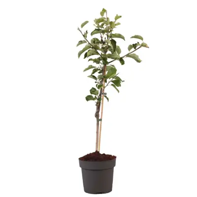 Navadna jablana - Malus domestica 'Elstar' - Višina 90-100cm - ⌀21cm