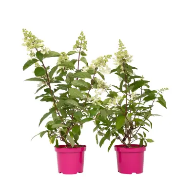 Hortenzija - 2 kos - Hydrangea paniculata 'Pinky Winky' - Višina 25-40cm - ⌀19cm