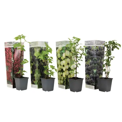 Mešanica jagodičja - 4 kos - Rubus, rubrum, Uva, Fructosus - V25-40cm - ⌀9cm