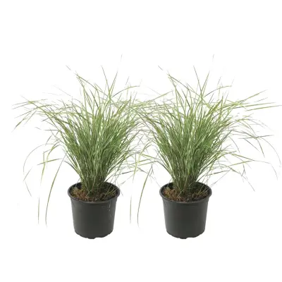 Šašulica - 2 kos - Calamagrostis acutiflora x 'Overdam' - Višina 20-30cm - ⌀23cm