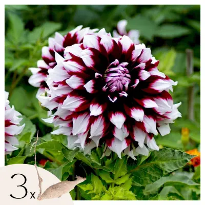 Korenine dalije - 3 kos - Dahlia 'X-Factor' - Cvetne čebulice