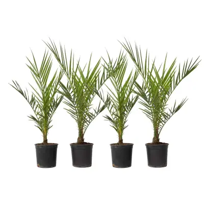 Kanarski datljevec - 4 kos - Phoenix canariensis - Višina 50-60cm - ⌀15cm