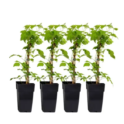 Malina - 4 kos - Rubus idaeus 'Malling Promise' - Višina 50-60cm - ⌀15cm