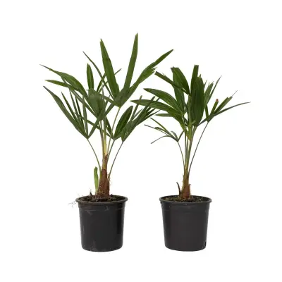 Visoka žumara - 2 kos - Trachycarpus Fortunei - Višina 35-45cm - ⌀15cm