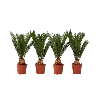 Cikas palma - 4 kos - Cycas revoluta - Višina 45-60cm - ⌀15cm