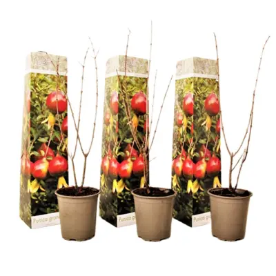 Granatno jabolko - 3 kos - Punica granatum - Višina 25-40cm - ⌀9cm