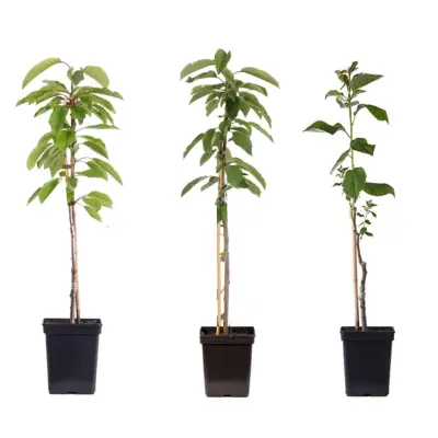 Jablan - 3 kos - Malus - Višina 60-70cm - ⌀9cm