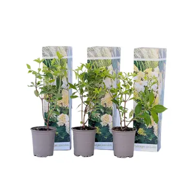 Hortenzija - 3 kos - Hydrangea paniculata 'Phantom' - Višina 25-40cm - ⌀9cm