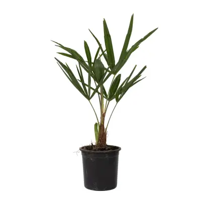 Visoka žumara - 4 kos - Trachycarpus Fortunei - Višina 35-45cm - ⌀15cm