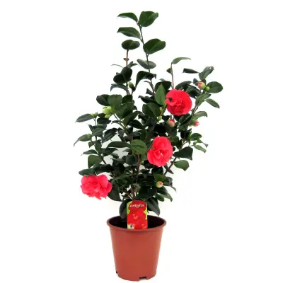 Japonska kamelija - Camellia japonica 'Lady Campbell' - Višina 60-70cm - ⌀19cm