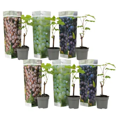 Vinska trta - 6 kos - Vitis vinifera - Višina 25-40cm - ⌀9cm