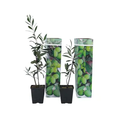 Oljčni grm - 2 kos - Olea europaea - Višina 25-40cm - ⌀9cm