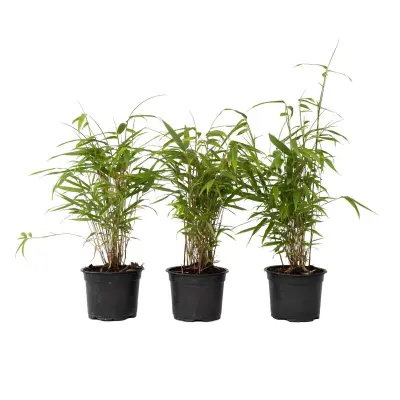 Bambus - 6 kos - Fargesia papyrifera 'Grex' - Višina 30-40cm - ⌀13cm