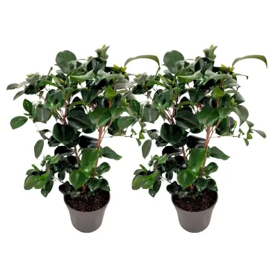 Japonska kamelija - 2 kos - Camellia japonica 'Lady Campbell' - V50-60cm - ⌀15cm