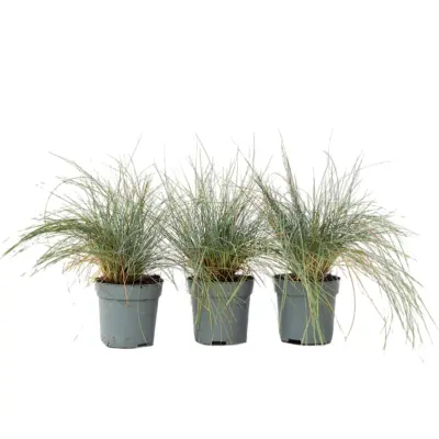 Sinjezelena bilnica - 3 kos - Festuca glauca 'Elijah Blue' - V10-15cm - ⌀9cm